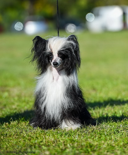 CIB Multi-Champ. Magic of Success DIAMOND "Dyoma"