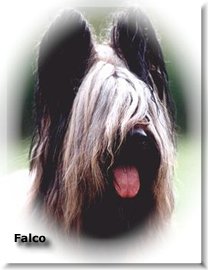 Multi-Champ. FALCO Kasiterit
