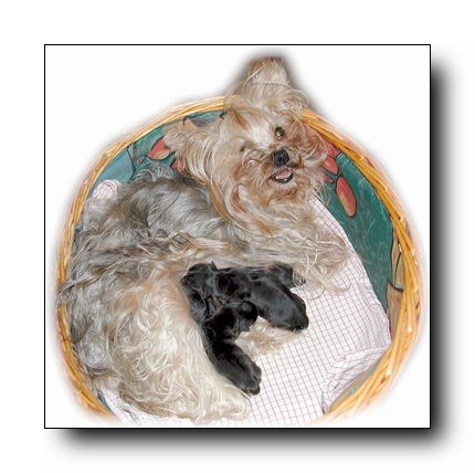 Gizmo & Welpen