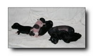 Caipirinha's M litter