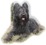 Samson 9 years
