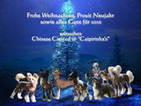 Festtagswünsche 2009 Chinese Crested Festtagswünsche 2009 Chinese Crested