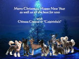 Season Greetings 2009 Chinese Crested Season Greetings 2009 Chinese Crested