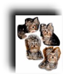 Yorkies Yorkies