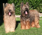 Zabou & Talis