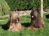 Zabou & Talis