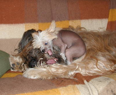 Zabou & Voodoo