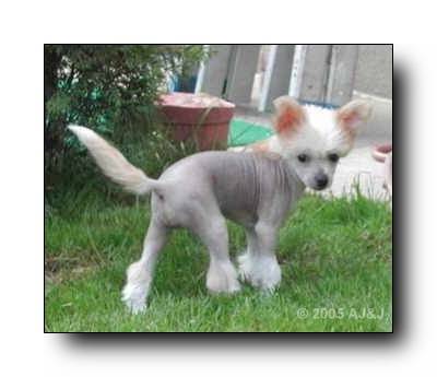 Baby Voodoo