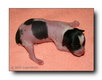 Hündin hairless