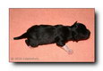 Rüde powderpuff