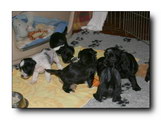M litter