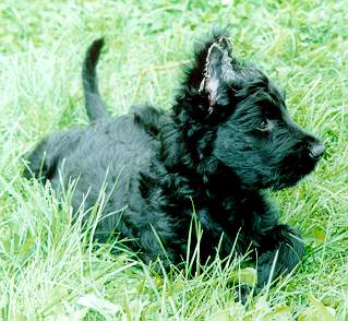 Puppy Yazoo