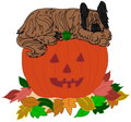 Halloween Briard Halloween Briard