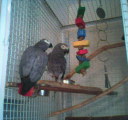 Nurmi & Jakobine