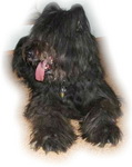 Apollo