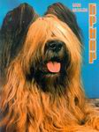 Briard Buch Briard Buch