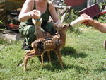 fawn