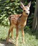 fawn