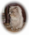 neues Familienmitglied neues Familienmitglied