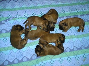 D litter