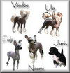 Family Song's VOODOO & ULA