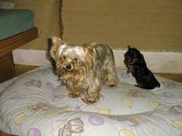 Gizmo-Mom06