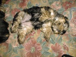 Gizmo008