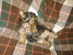 Gizmo036