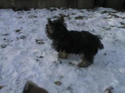 Gizmo061