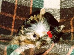 Gizmo069
