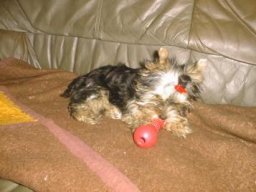 Gizmo070