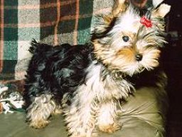 Gizmo079