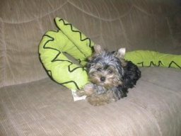 Gizmo084