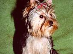 Gizmo099