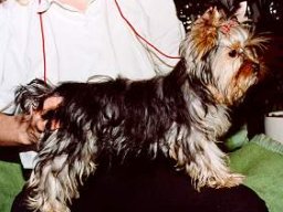 Gizmo105