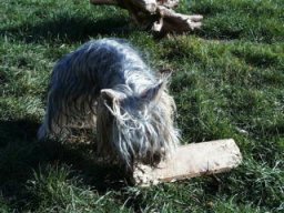 Gizmo153