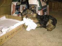 Gizmo18