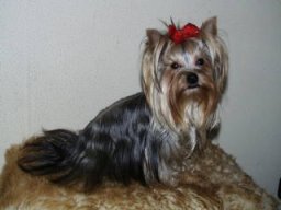 Gizmo181