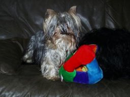 Gizmo199