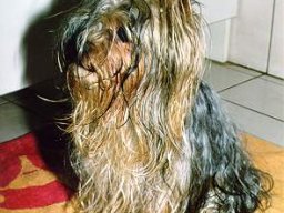 Gizmo233