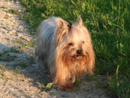 Gizmo - Pics