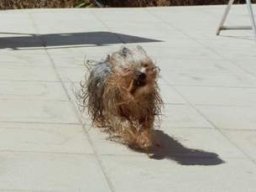 gizmo284