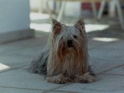 gizmo285