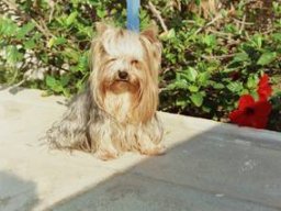 gizmo289