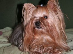 gizmo438