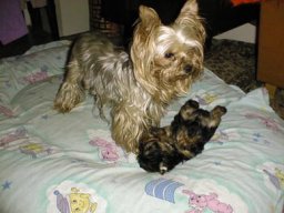 Gizmo &amp; Family