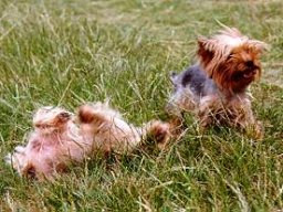 Gizmo &amp; Family