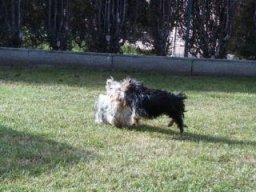 Gizmo &amp; Friends