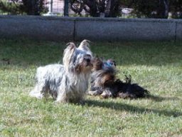 Gizmo &amp; Friends