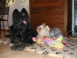 Gizmo &amp; Friends